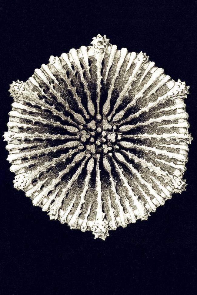 Cyathina cylindrica Ernst Haeckel