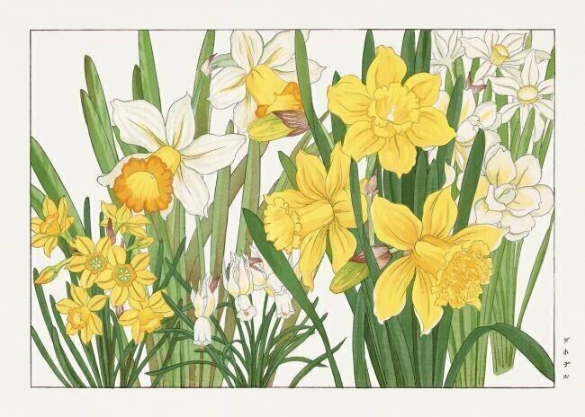 Daffodil Tanigami Kônan