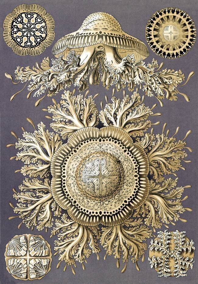 Discomedusae, Jellyfish Ernst Haeckel