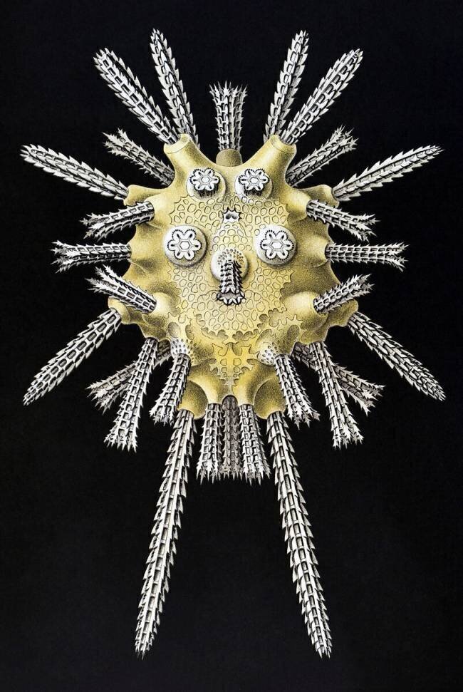 Echinocyamus pusillus Ernst Haeckel