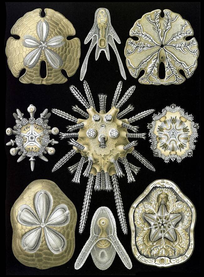 Echinoidea, Sea Urchins and Sand Dollars Ernst Haeckel