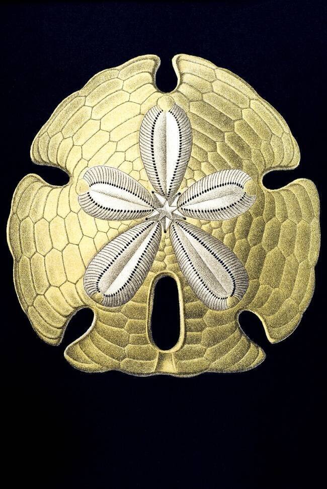 Encope emarginata Ernst Haeckel