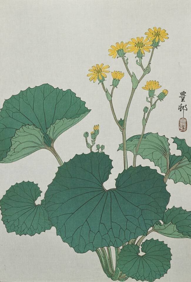 Flowers of Japanese Silver Leaves Ohara Koson