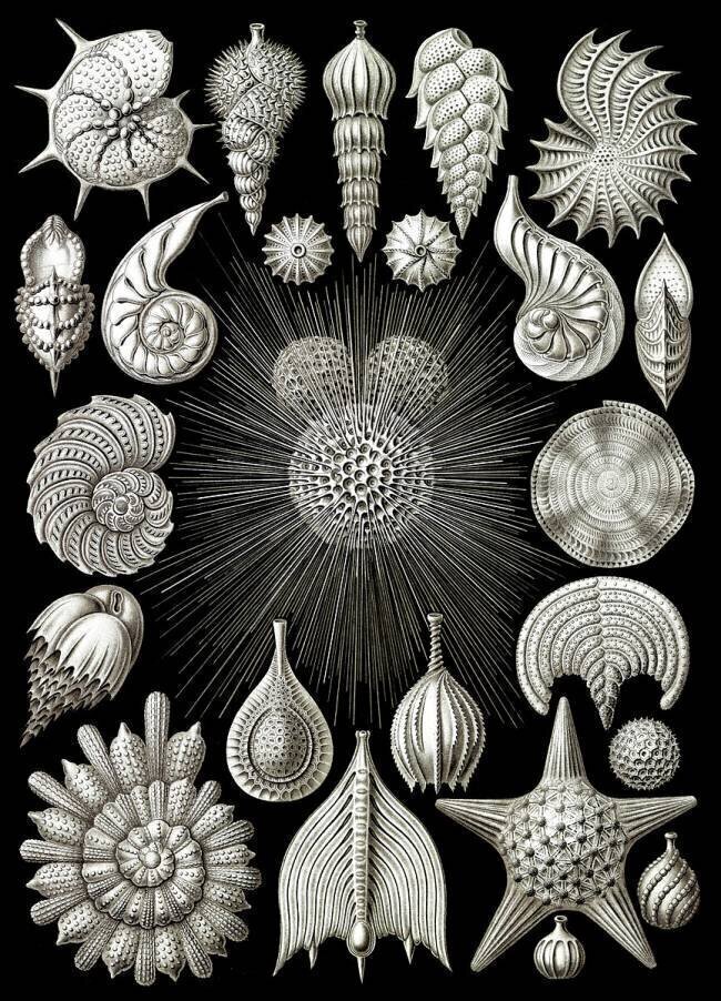 Foraminifera, Protists Ernst Haeckel