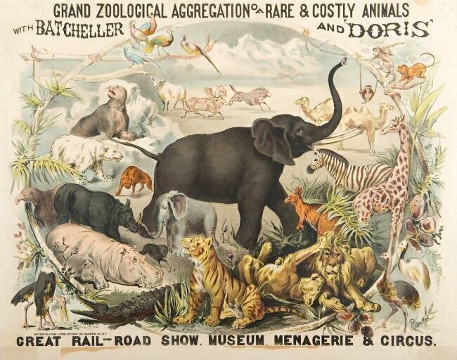 Grand Zoological Aggregation of Rare and Costly Animals with Batcheller and Doris American School