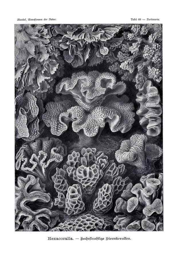 Hexacoralla Ernst Haeckel