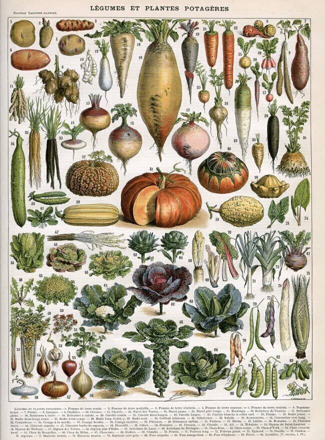 Illustration of Vegetable Varieties Alillot