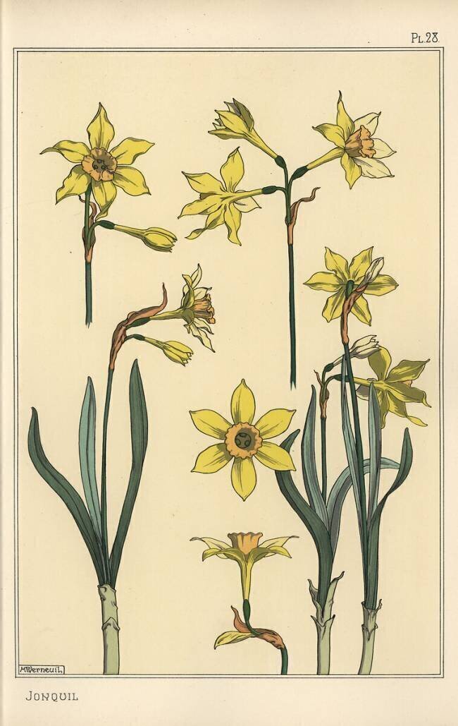 Jonquil Eugène Grasset