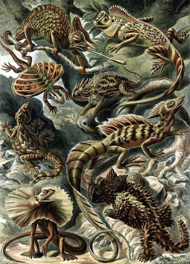 Lacertilia, Corytophanidae Lizards Ernst Haeckel