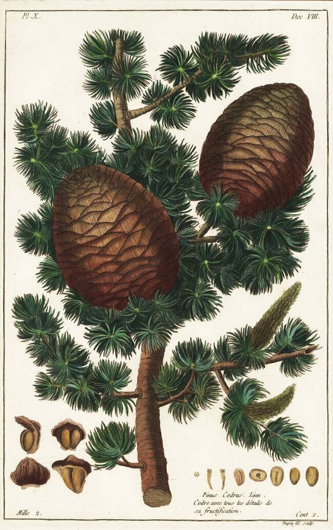 Lebanon cedar Cedrus libani Pinus cedrus Linn Dupin