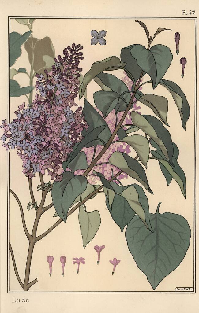 Lilac  Eugène Grasset