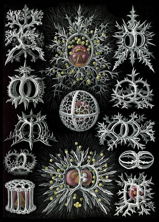 Nassellaria, Radiolaria Ernst Haeckel
