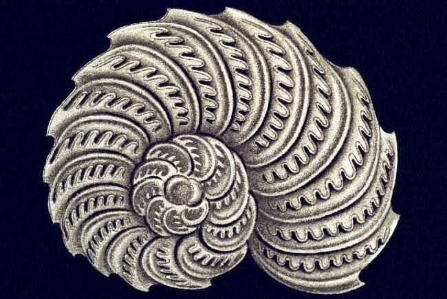Olystomella venusta Ernst Haeckel