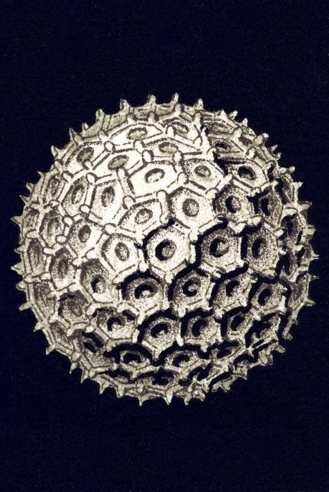 Orbulina universa Ernst Haeckel