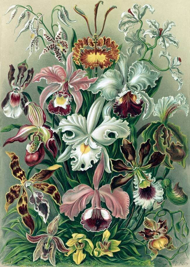 Orchideae, Orchids Ernst Haeckel