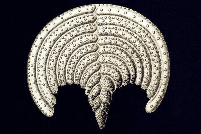 Pavonina flabelliformis Ernst Haeckel