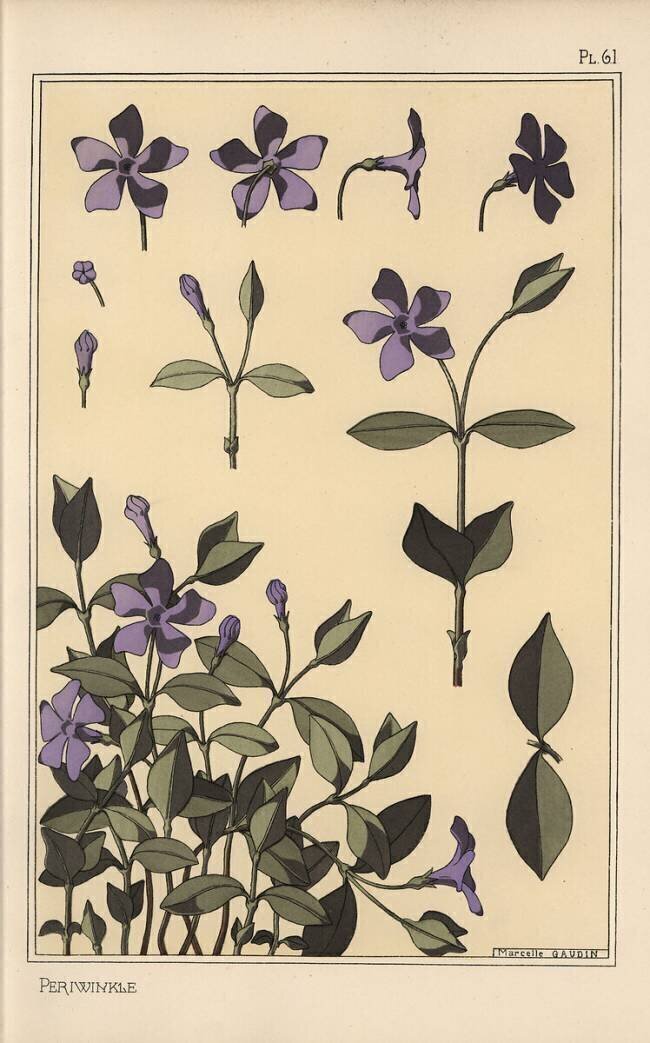 Periwinkle Eugène Grasset