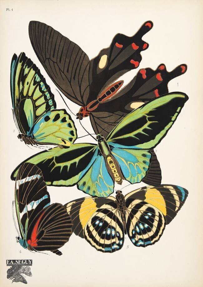 Plate 1, from Papillons, pub. 1925 Émile-Allain Séguy