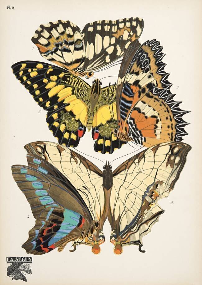 Plate 9, from Papillons, pub. 1925 Émile-Allain Séguy
