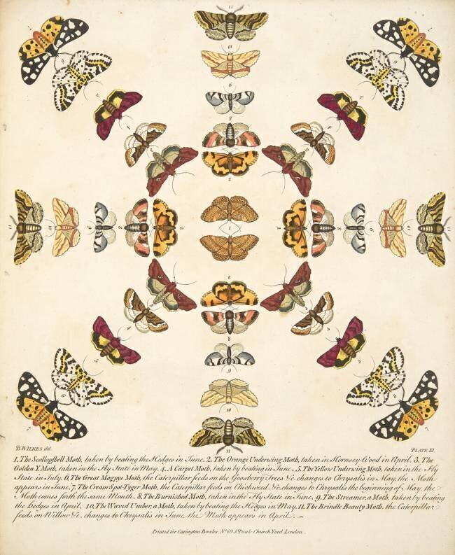 Plate XI,  from A Rare Depiction of Butterflies and Moths, pub. 1764 (hand coloured engraving) Benjamin Wilkes