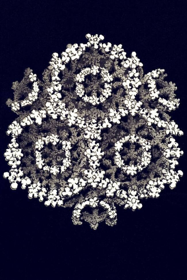 Porites furcata Ernst Haeckel