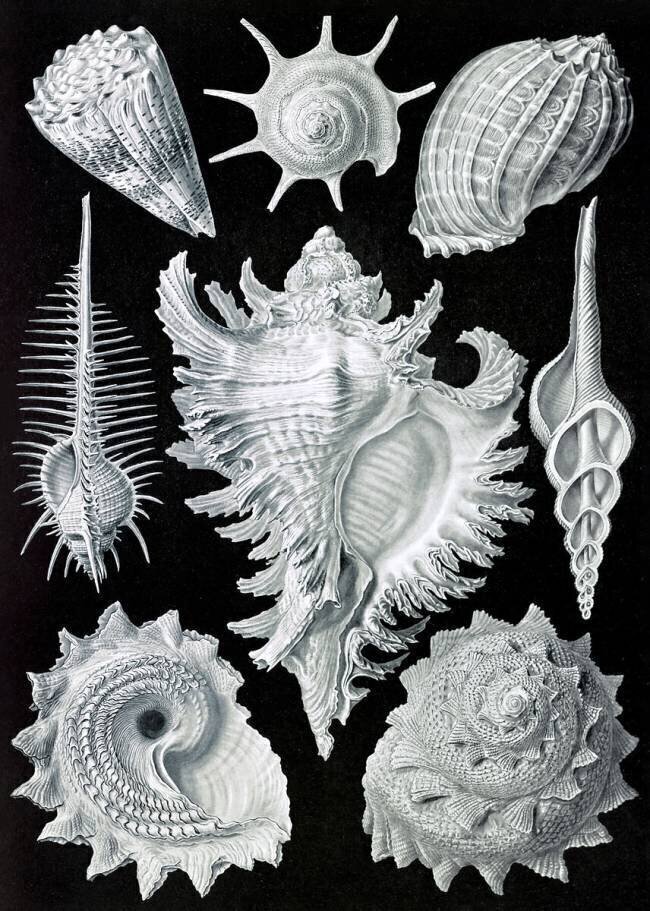 Prosobranchia, Gastropod Ernst Haeckel