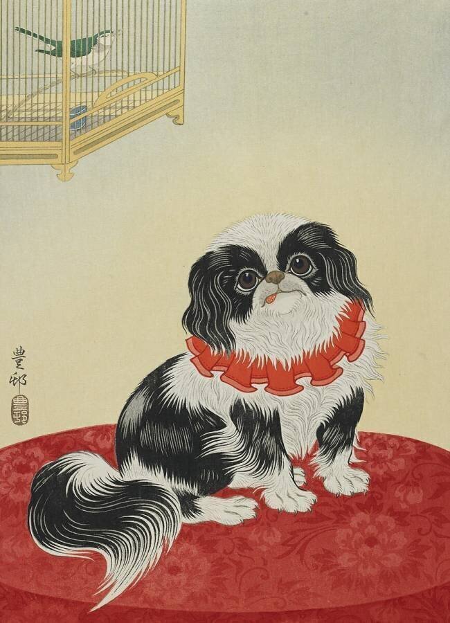 Pug Dog Ohara Koson