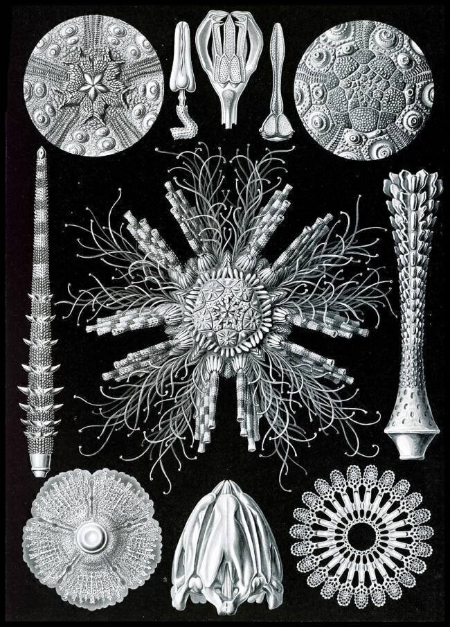 Sea Urchins and Sand Dollars Ernst Haeckel