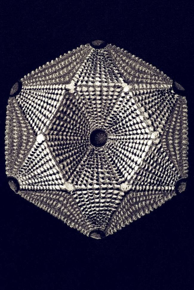Thamnastraca arachnoides Ernst Haeckel