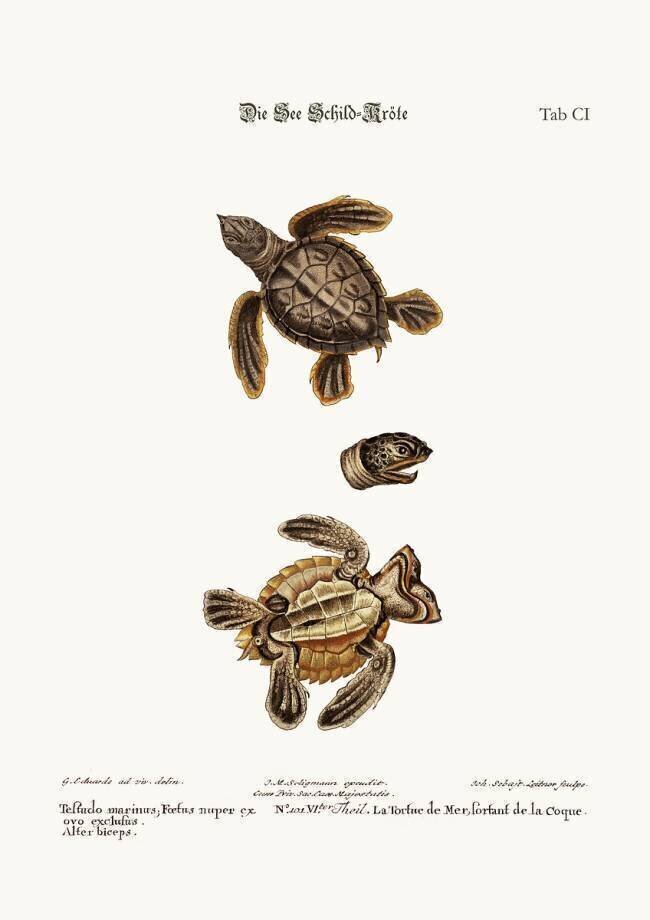 The Sea-Tortoise George Edwards