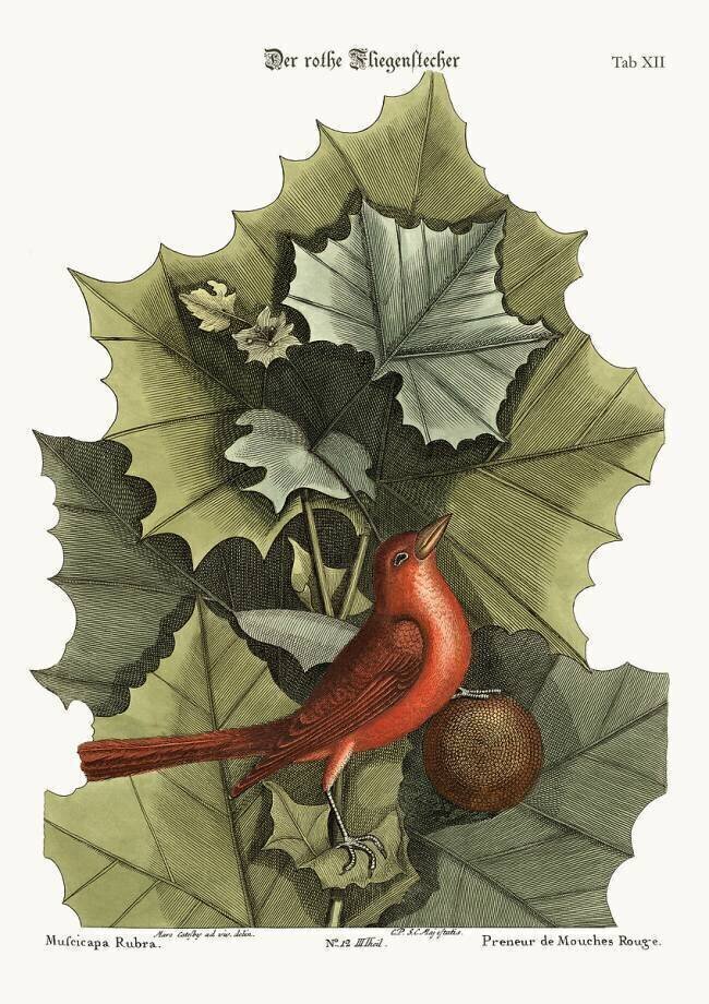 The Summer Red-Bird Mark Catesby