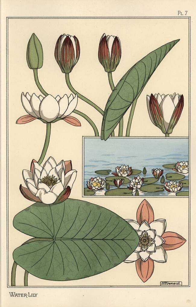 The water lily Eugène Grasset