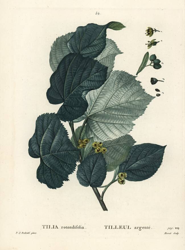 Tilleul Pierre Joseph Redouté