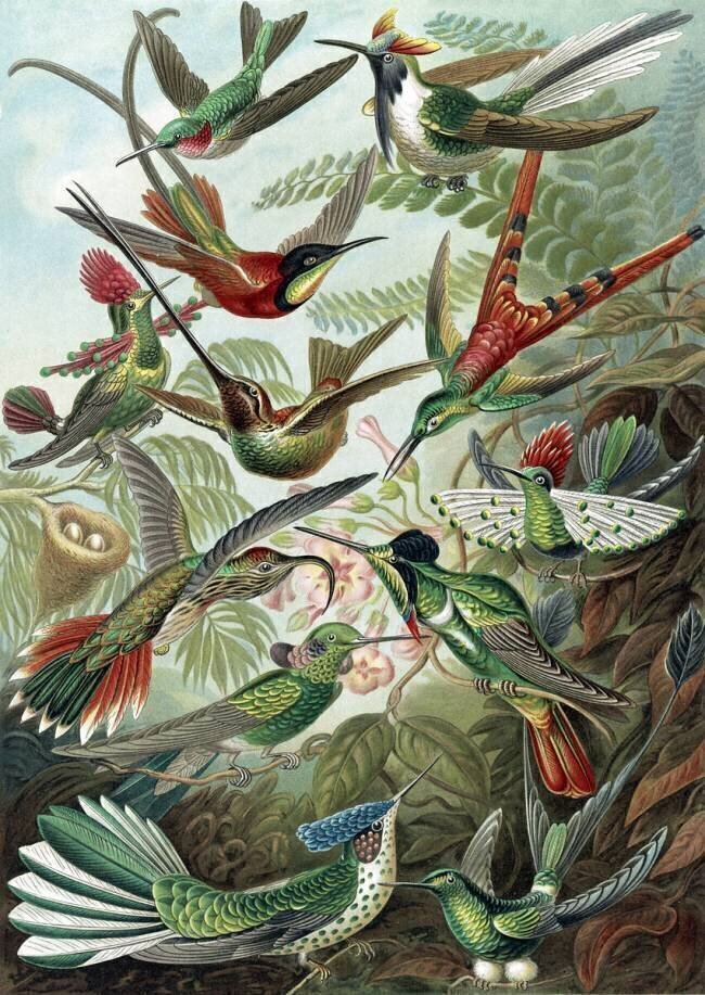Trochilidae, Hummingbirds Ernst Haeckel