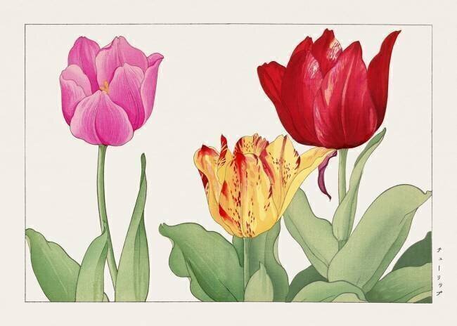 Tulips Tanigami Kônan