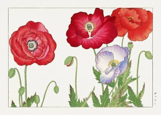 Vintage poppy flower Tanigami Kônan