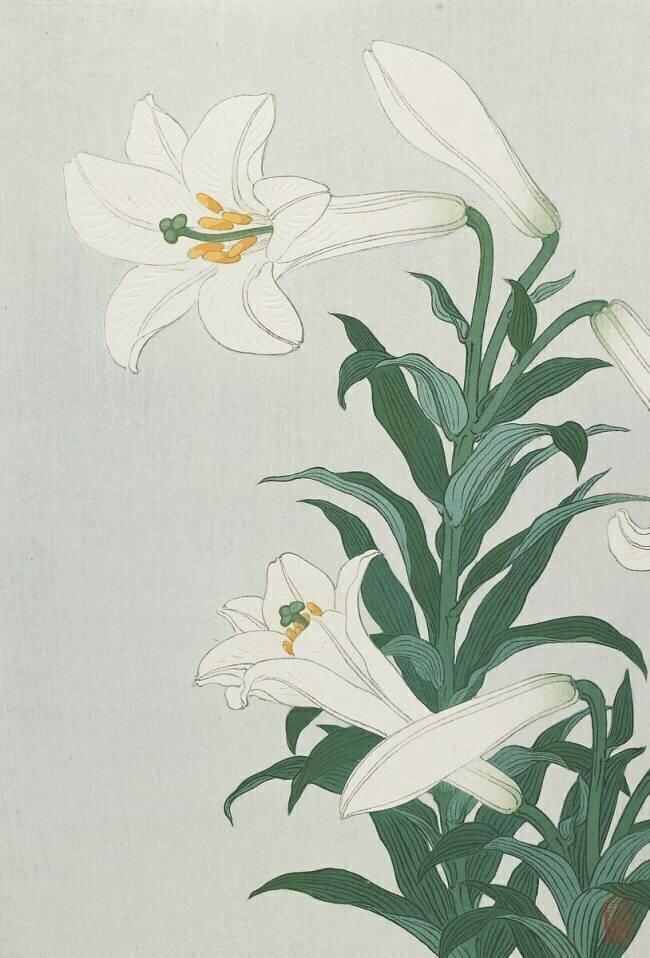 White Lily Ohara Koson