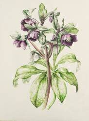 Helleborus Orientalis de Helen Ballard (Alison Cooper) - Muzeo.com