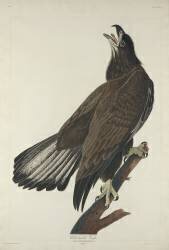 Aigle à tête blanche (John James Audubon) - Muzeo.com