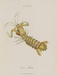 Album Donovan : Histoire naturelle de la Chine : les insectes (Edward Donovan) - Muzeo.com