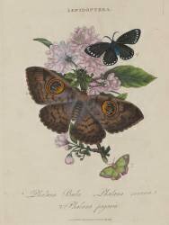 Album Donovan : Histoire naturelle de la Chine : les insectes (Edward Donovan) - Muzeo.com