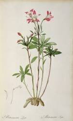 Alstraemeria Ligtu (Pierre Joseph Redouté) - Muzeo.com