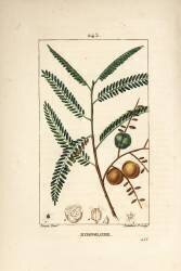 Amla (Pierre Jean Francois Turpin) - Muzeo.com