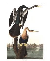 Anhinga d'Amérique (John James Audubon) - Muzeo.com