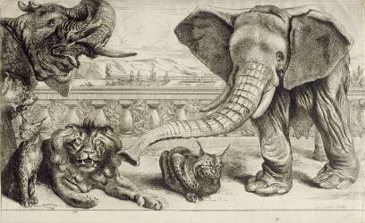 Animaux divers (Pieter Boel) - Muzeo.com
