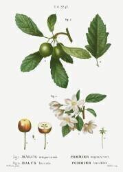 Apple mier commun sauvage (Pierre Joseph Redouté) - Muzeo.com