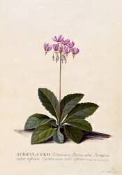 Aricula ursi (Georg Dionysius Ehret) - Muzeo.com