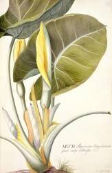 Arum maximum aegyptiacum (Georg Dionysius Ehret) - Muzeo.com