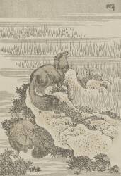 Blaireau (Hokusai) - Muzeo.com