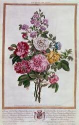 Bouquet of roses Lithography by Pierre Joseph Buchoz (Pierre-Joseph Buchoz) - Muzeo.com